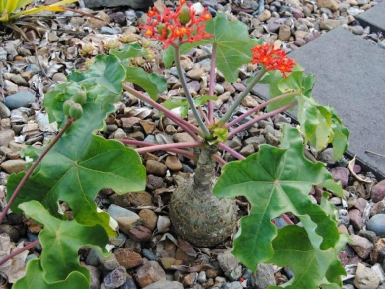 Cây Dầu lai có củ. Jatropha podagrica Hook. - Cây Thuốc Nam Quanh Ta
